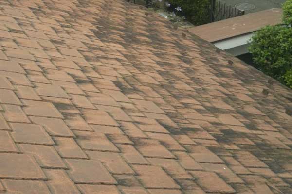 屋根の苔やカビが目立つ